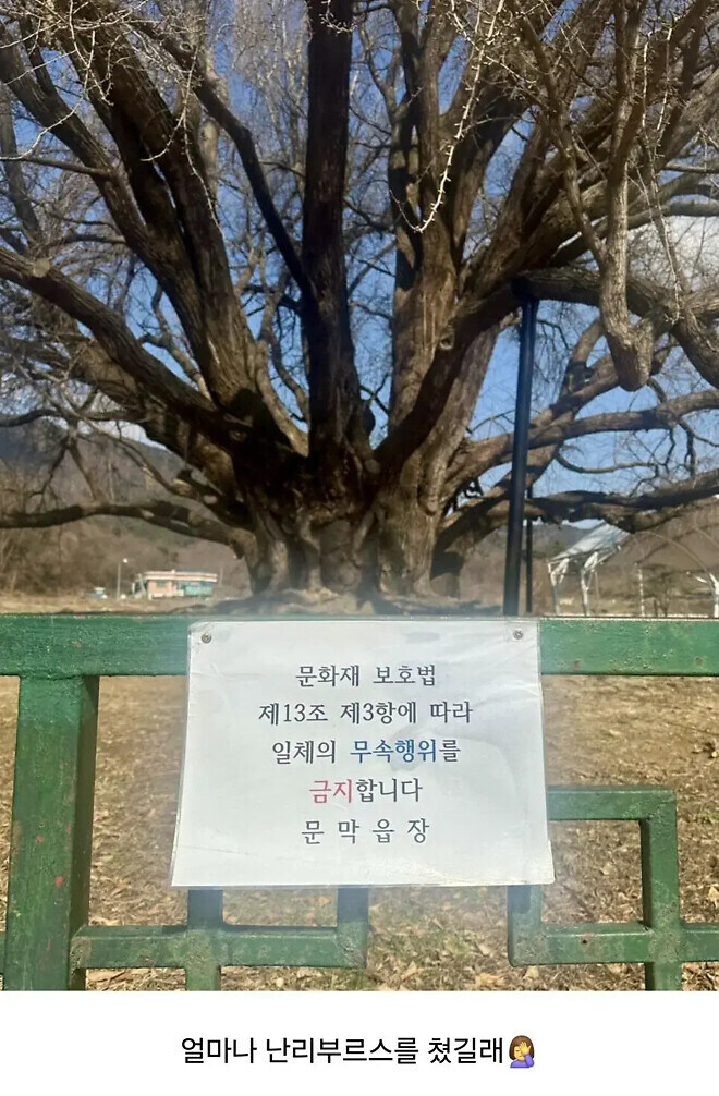 마을의 오래된 나무에 붙은 경고문_1.jpg