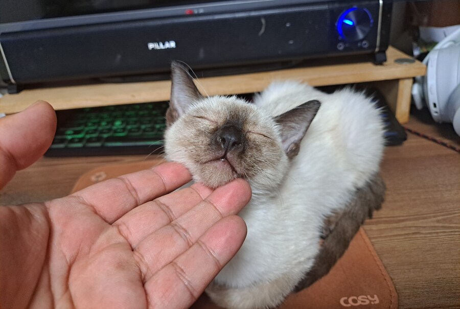 블랙세이버좌 저격하는 글 같은 것 볼 시간있으면 그냥_1.jpg