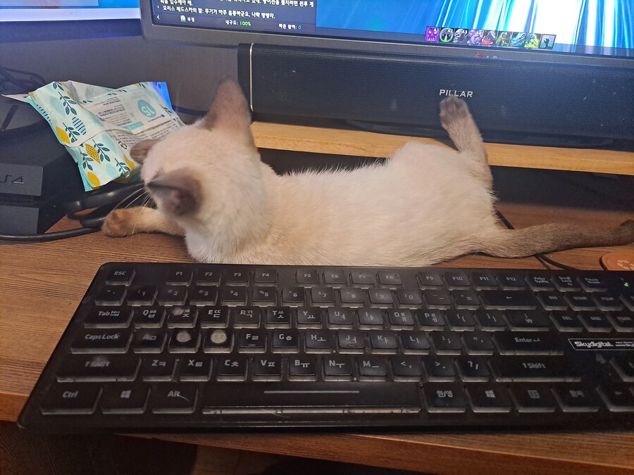 블랙세이버좌 저격하는 글 같은 것 볼 시간있으면 그냥_11.jpg