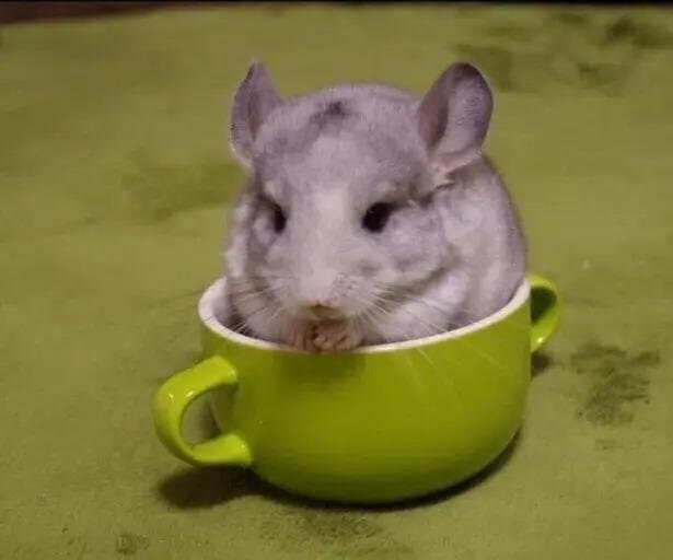 오우야 꽉찬 쥐컵_2.jpg