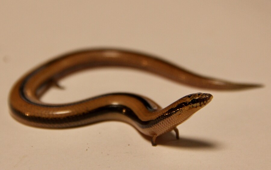 사족 달면 안돼는 이유를.araboja_1.jpg