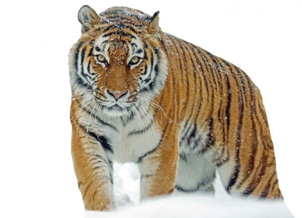 당신은 1000년전 고려시대로 가게 되었습니다_2.jpg