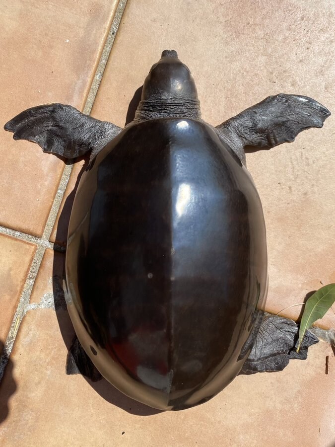 일본에서 화제 중인 거북이 ㅋㅋ_1.png