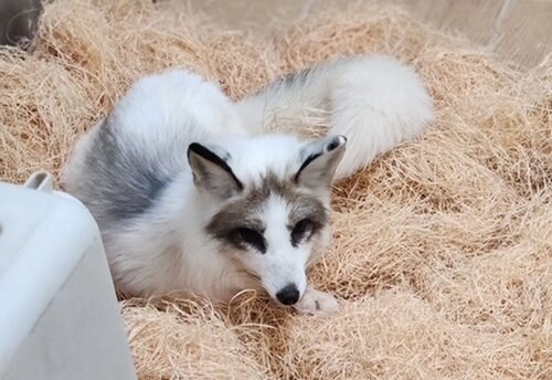 전주에서 포획된 여우 근황_2.jpg