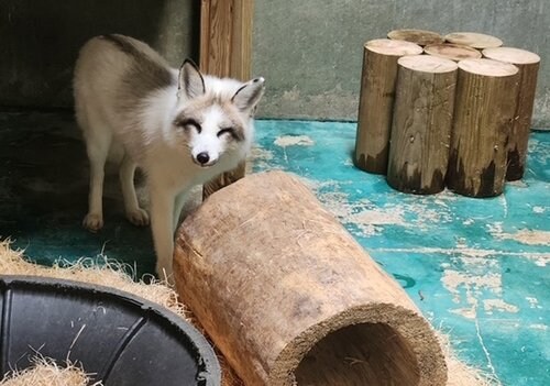 전주에서 포획된 여우 근황_3.jpg