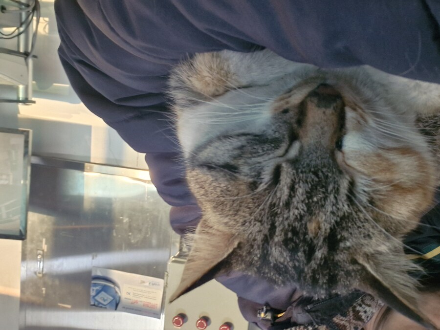 고앵이 잔다_2.jpg