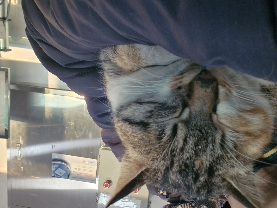 고앵이 잔다_3.jpg