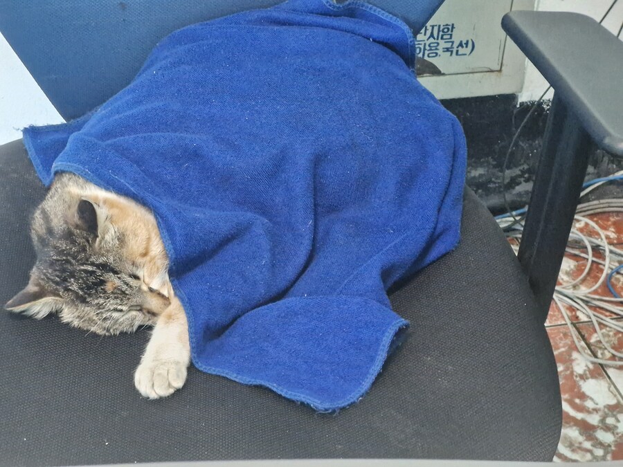 고앵이 잔다_6.jpg