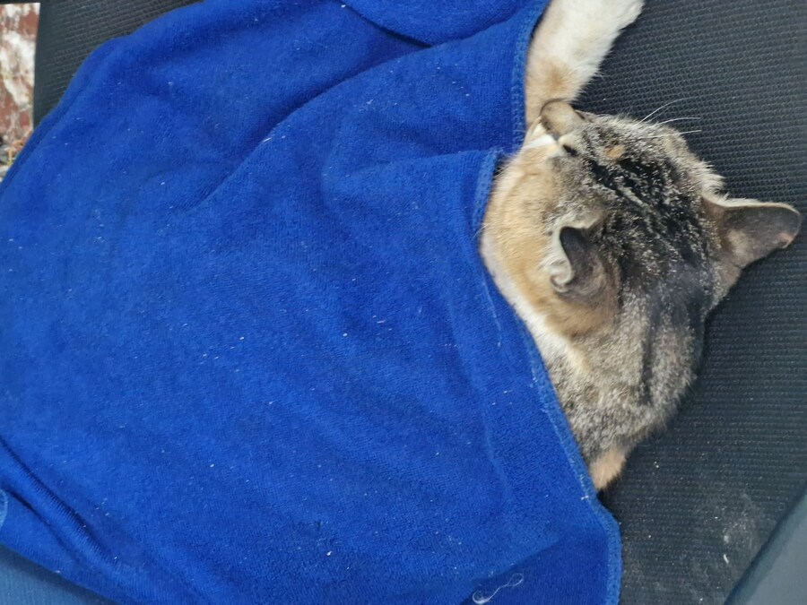 고앵이 잔다_7.jpg