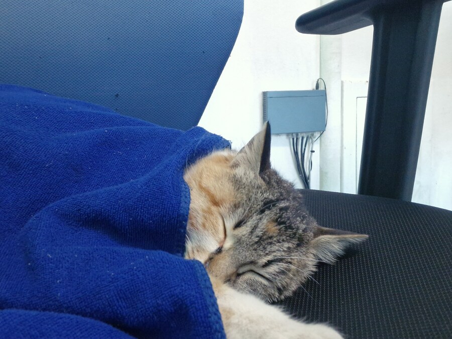 고앵이 잔다_9.jpg