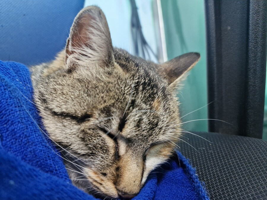 고앵이 잔다_12.jpg