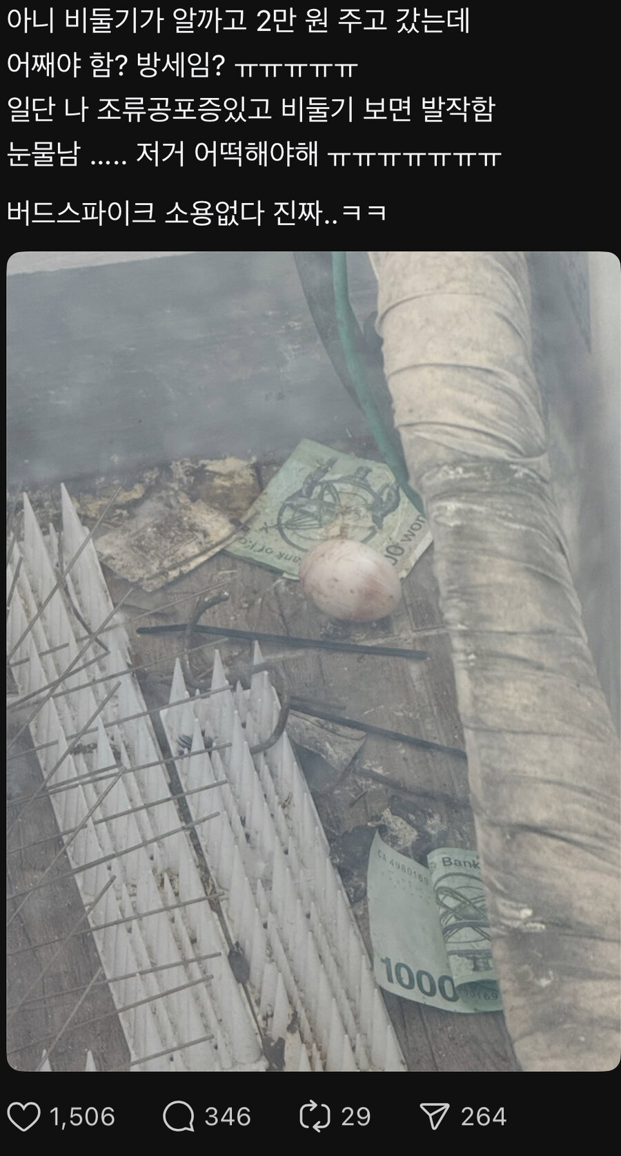 비둘기가 2만원 주고 감_1.jpg