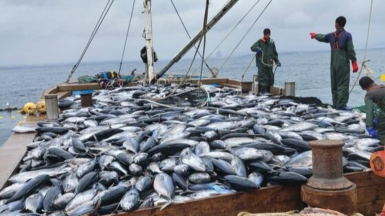 현재 한국에서 명태보다 더 잘잡히는 생선_1.png