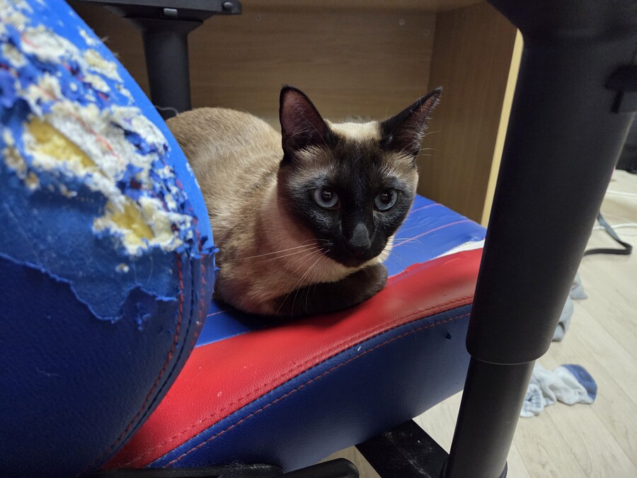 겜할때 앉는 좋은 의자를 사고 싶은데 못 사는 이유 ㅠㅠ_1.jpg