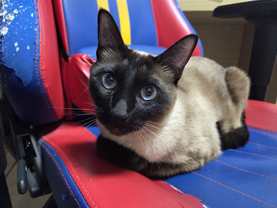 겜할때 앉는 좋은 의자를 사고 싶은데 못 사는 이유 ㅠㅠ_4.jpg