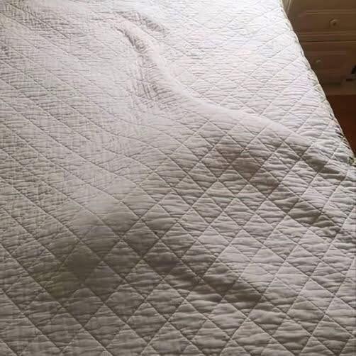 숨은 고양이들.jpg_3.png