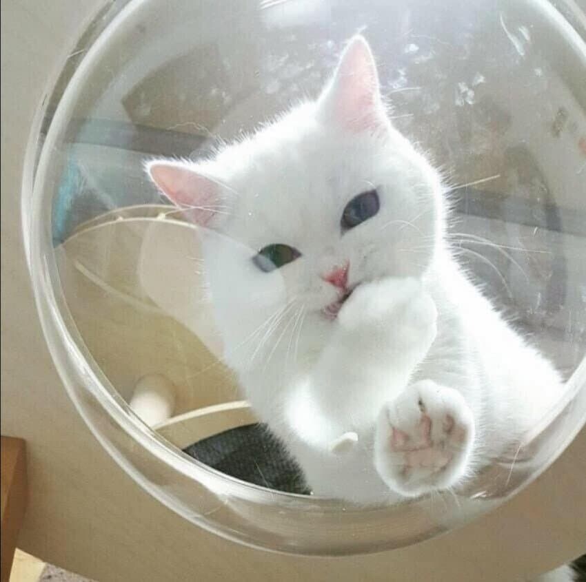 비웃는 고양이에겐_1.jpg