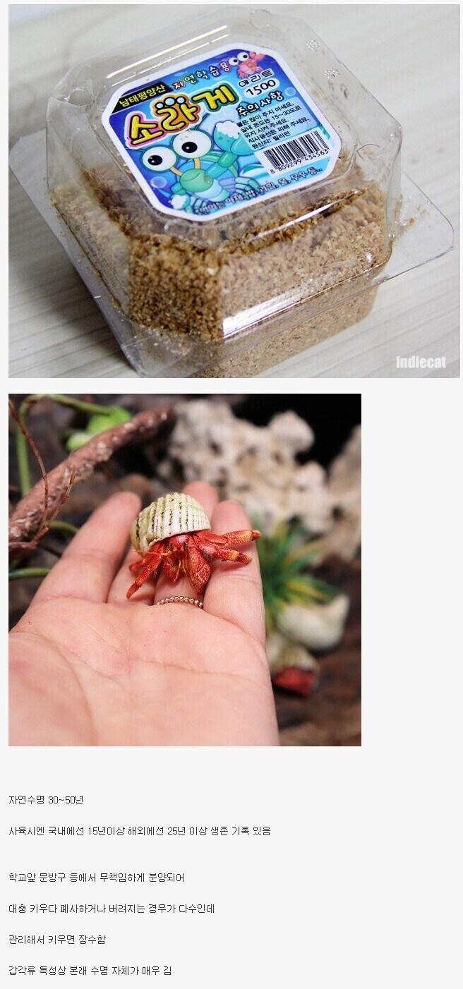 의외로 수명이 긴 애완동물.jpg_1.jpg