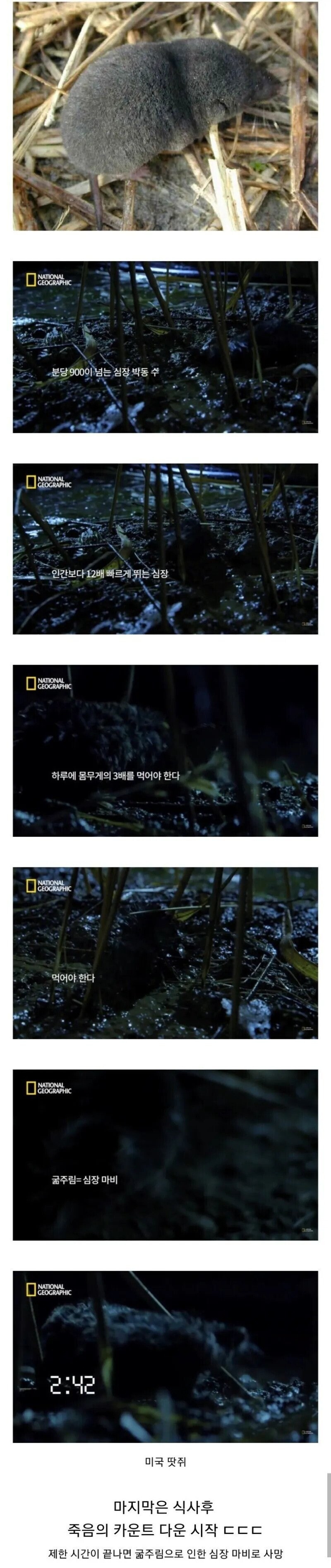 3시간 굶어버리면 죽는 생물.jpg_1.jpg