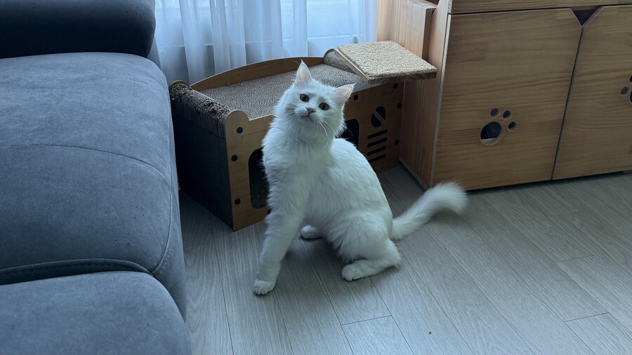 우리집 고양이는 강아지같아.._1.jpg