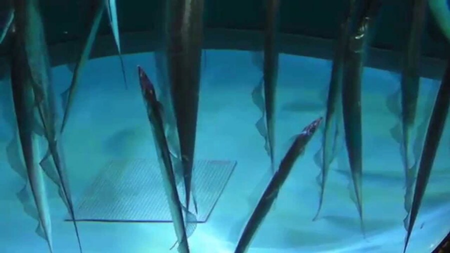 의외로 많은 사람들이 모르는 갈치의 비밀_2.png