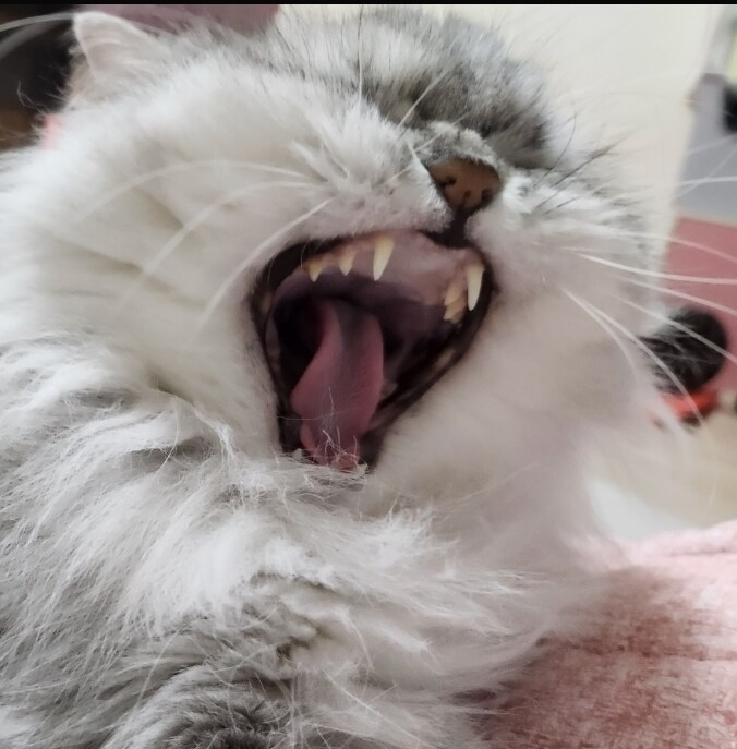 여러분 이네즈/세레나는 OP가 아닙니다._1.jpg