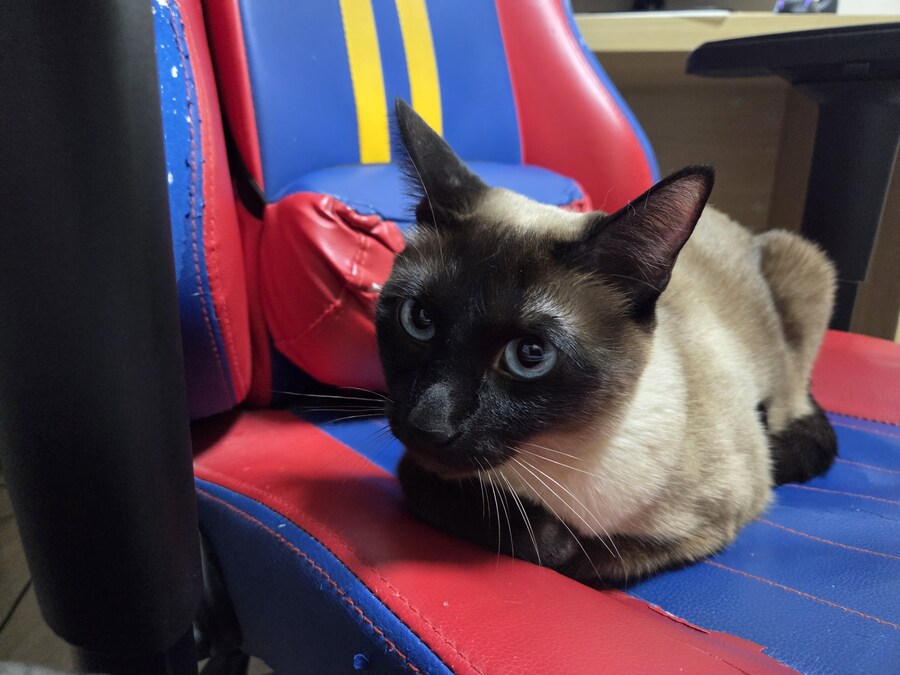 집사는 그저 컴퓨터 게임이 하고 싶다...._3.jpg