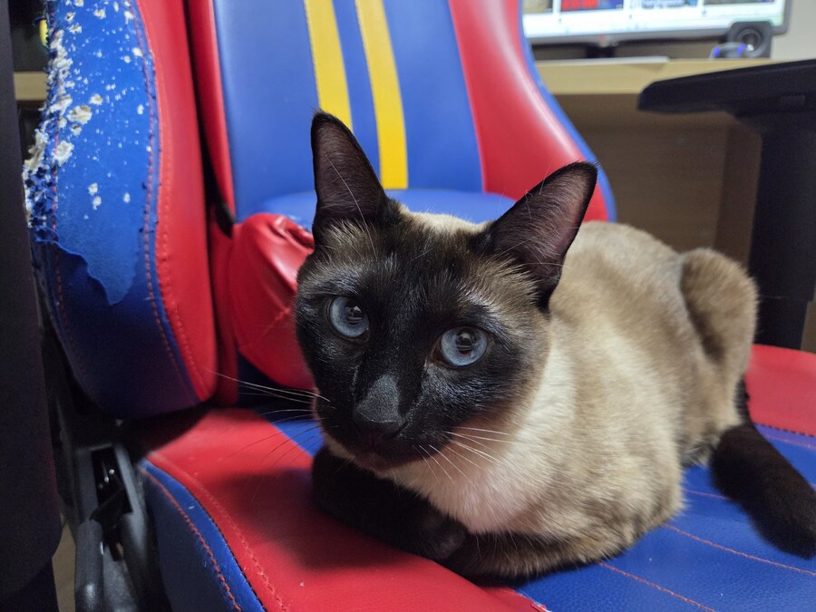 집사는 그저 컴퓨터 게임이 하고 싶다...._5.jpg