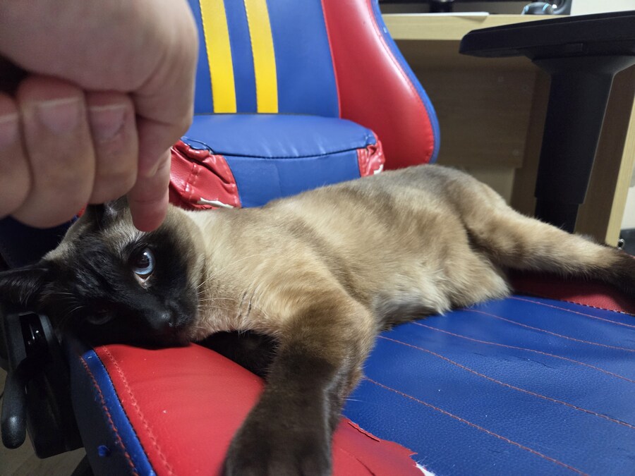 집사는 그저 컴퓨터 게임이 하고 싶다...._8.jpg