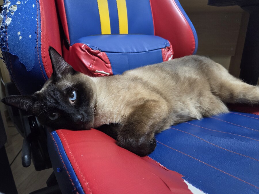 집사는 그저 컴퓨터 게임이 하고 싶다...._9.jpg