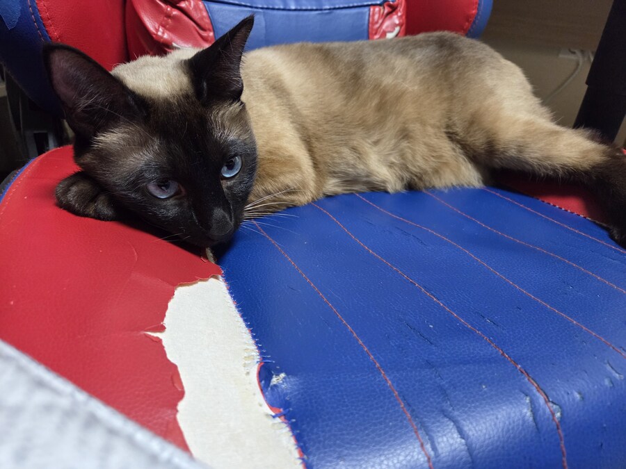 집사는 그저 컴퓨터 게임이 하고 싶다...._10.jpg