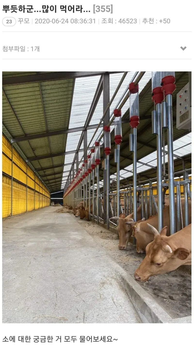 암소의 성기 부분을 만져보셨나요?.jpg_1.jpg