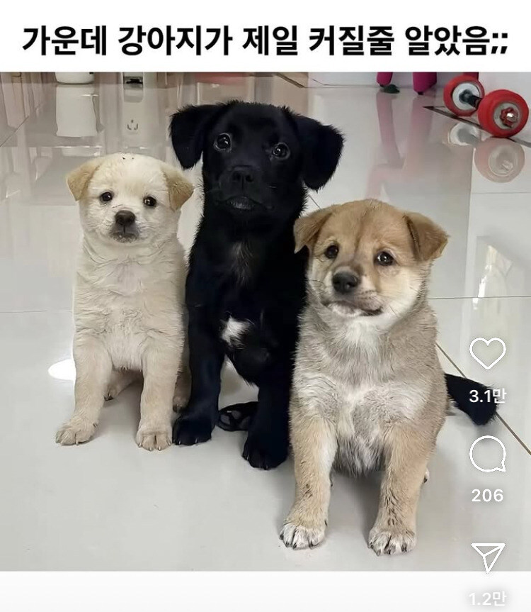 가운데 강아지가 젤 커질 줄 알았어_1.jpg