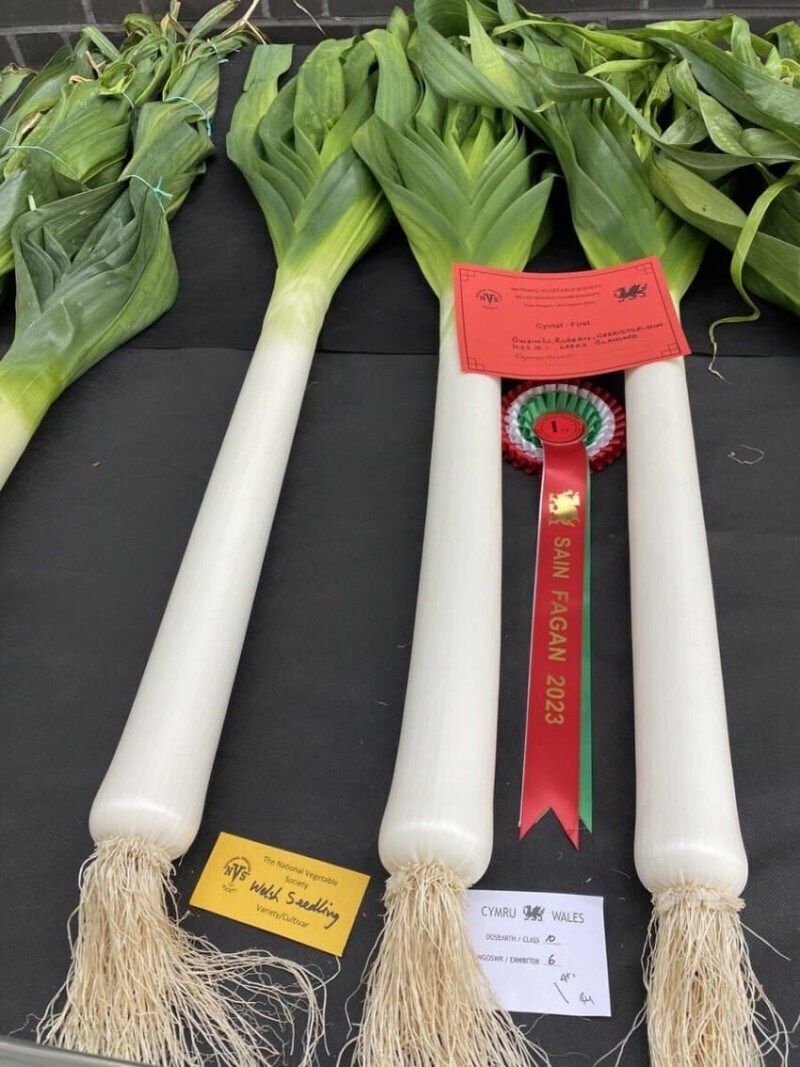 이쁜이 야채 선발대회.jpg_1.jpg