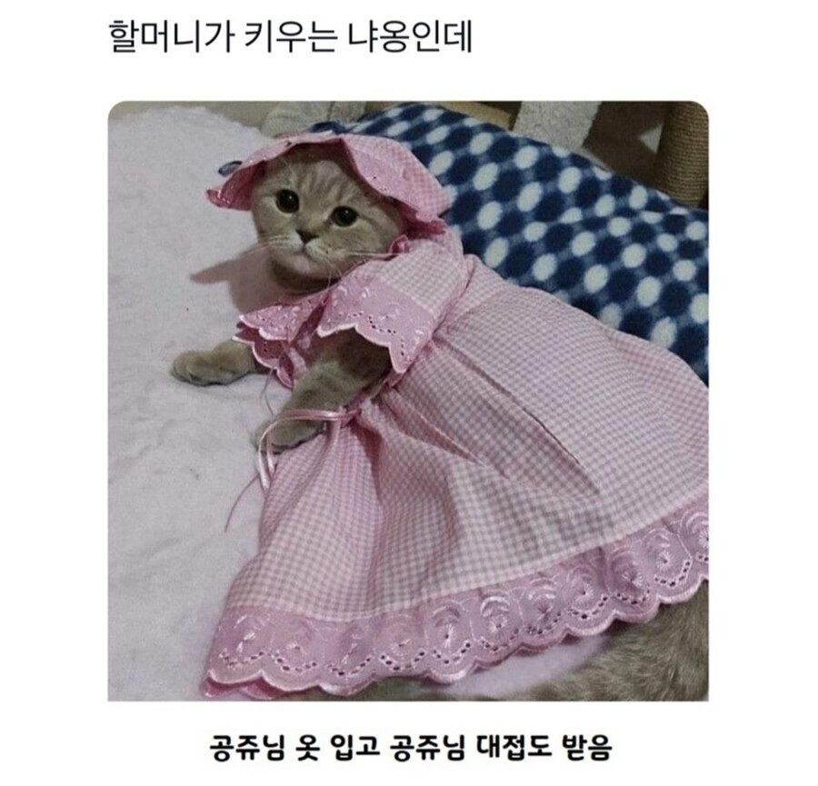 할머니가 키우는 고양이 특_1.jpg