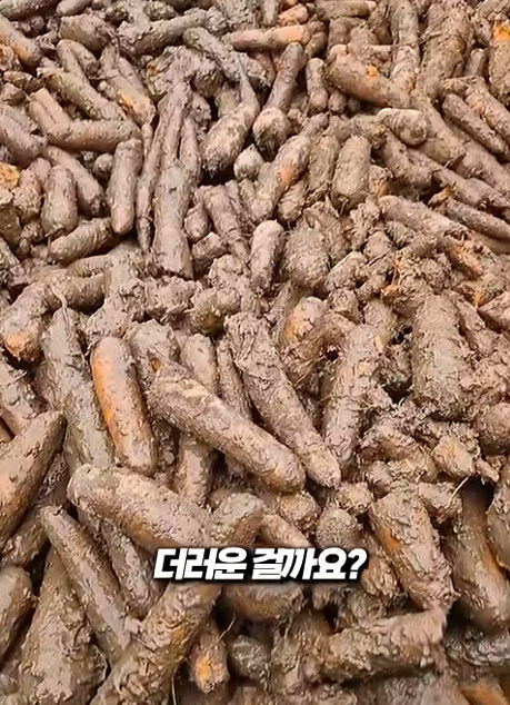 당근은 원래 흙에서 자랍니다._2.jpg