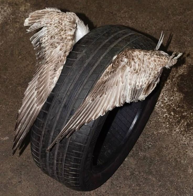 약혐, 스압) 상상력을 자극하는 짤들_8.jpg