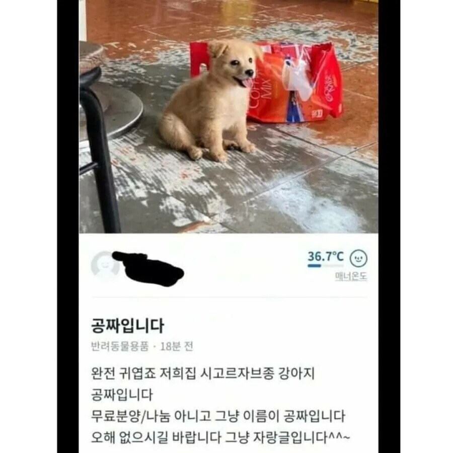 당근마켓에 올라온 공짜 강아지_1.jpg