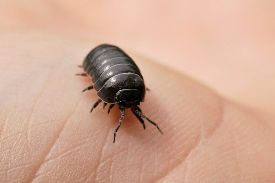 어느 순간부터 안 보이기 시작한 곤충_2.jpg