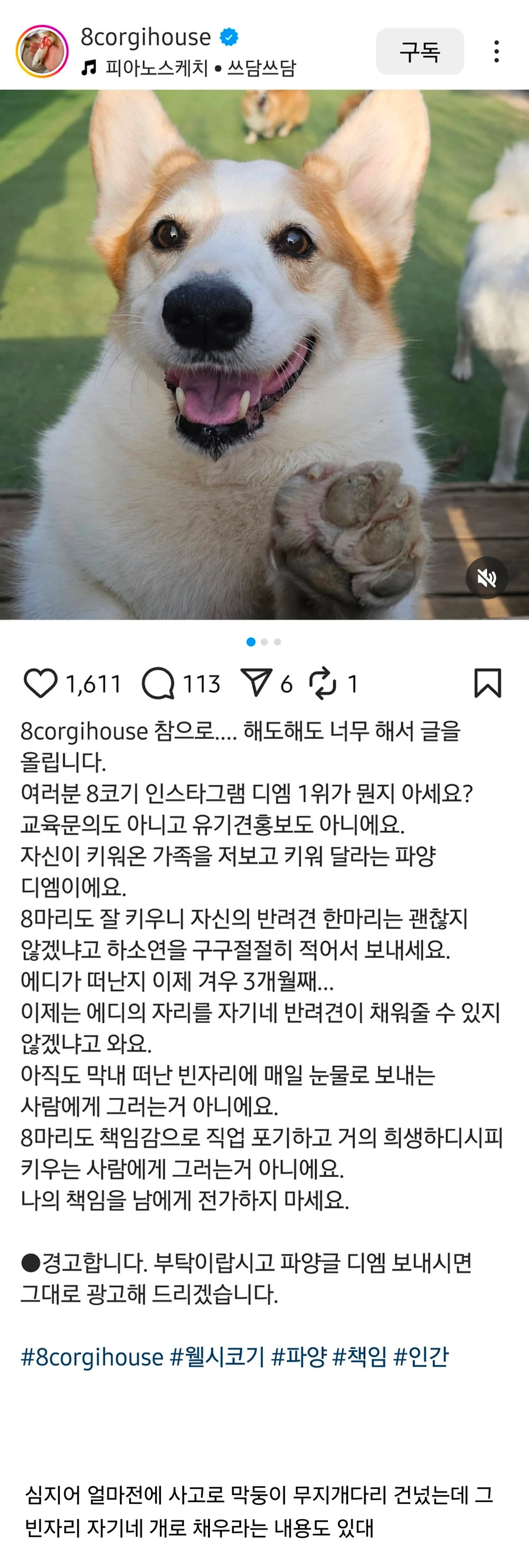 웰시코기 8마리 키우시는 분한테 제일 많이 오는 DM내용_1.webp