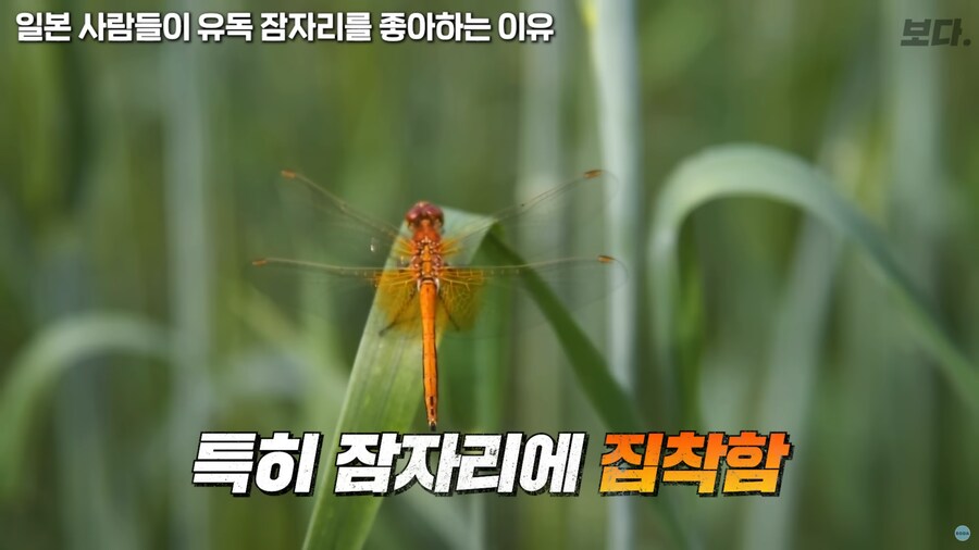 일본이 유독 잠자리를 좋아하는 이유_3.png