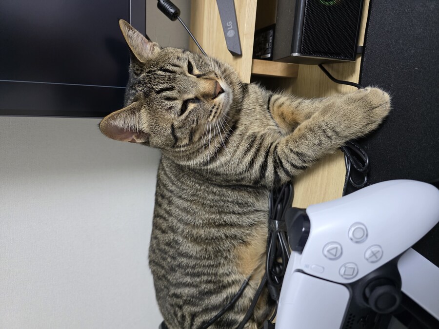 우리 집 고양이 자랑하고 싶어서..._1.jpg