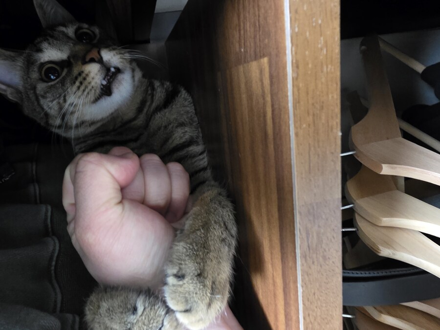 우리 집 고양이 자랑하고 싶어서..._10.jpg