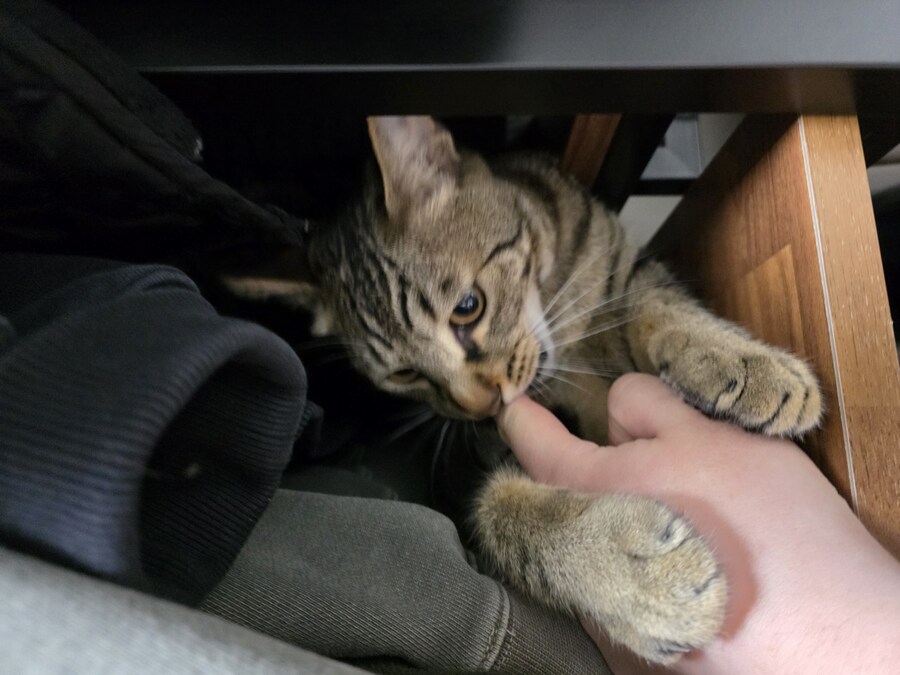 우리 집 고양이 자랑하고 싶어서..._9.jpg