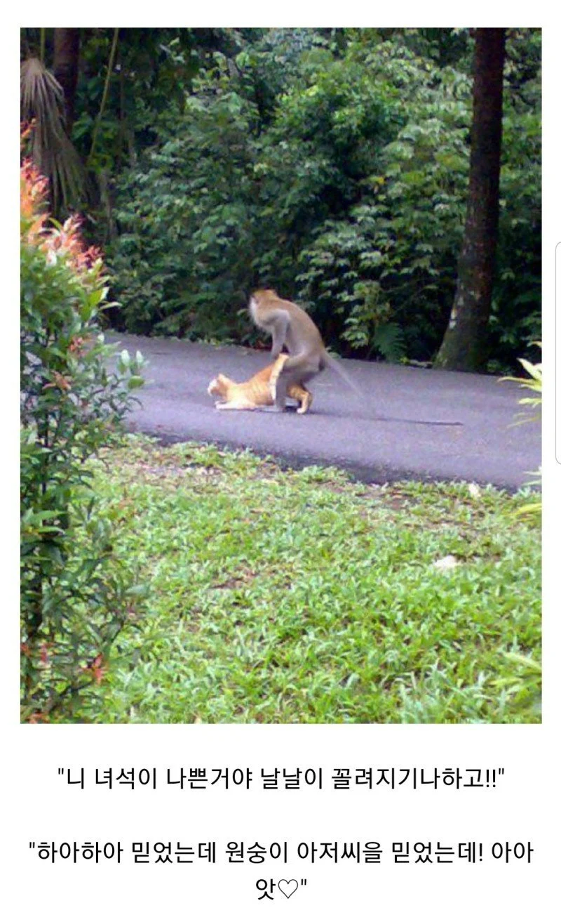 원숭이 아저씨의 대모험_77.webp