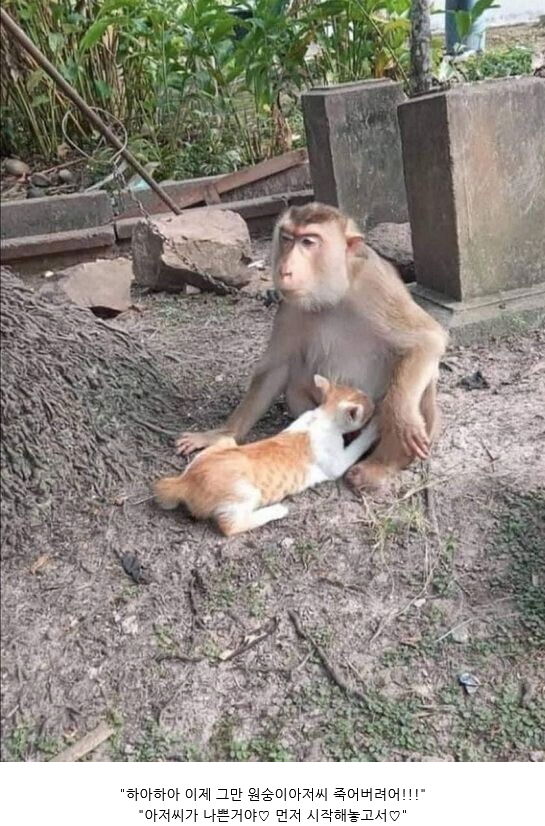 원숭이 아저씨의 대모험_79.webp