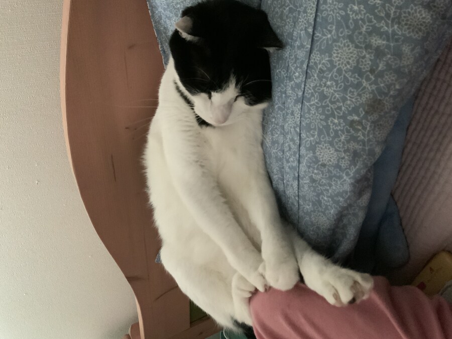 우리집 고양이 잘때 건드리면 ㅈ되는이유_3.jpg