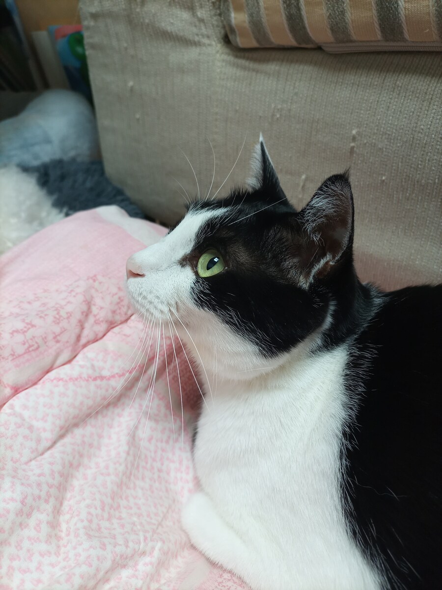 우리집 고양이 잘때 건드리면 ㅈ되는이유_7.jpg