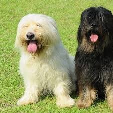 조선시대부터 귀신 잡는다고 유명한 견종_4.jpg