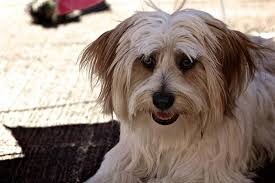 조선시대부터 귀신 잡는다고 유명한 견종_6.jpg